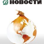 Луковые Новости Постер